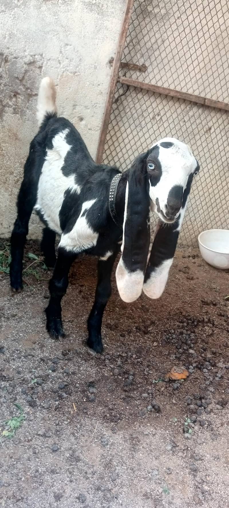 bakra 5