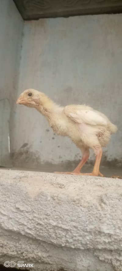 German o shamo king size chicks available