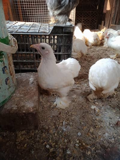 Bantam chicks