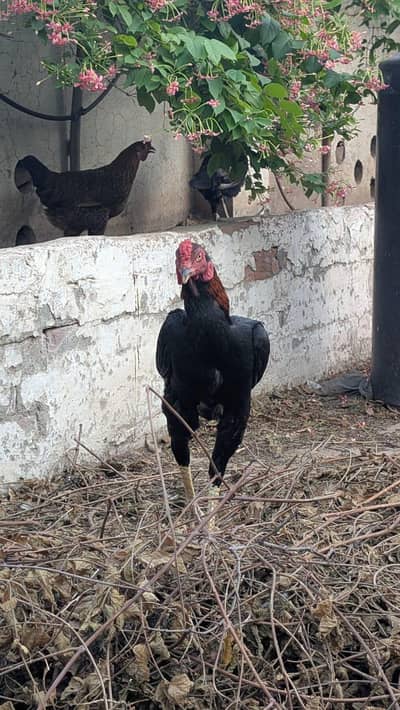 Aseel murga for sale