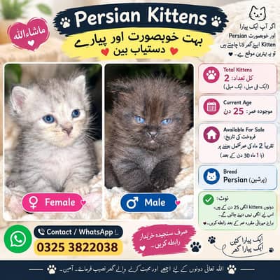 دو پیارے بلی کے بچے — 2 ماہ کی عمر میں دستیاب