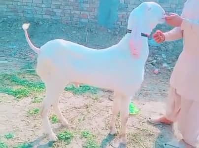 Bakra for sale gulabi CAll_03230718297