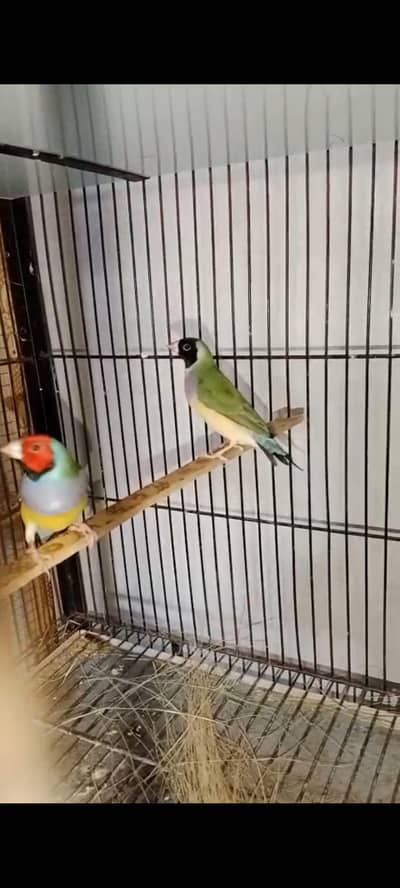 gouldian finch