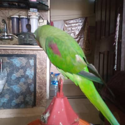 green parrot