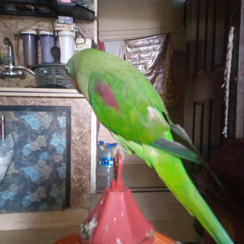 green parrot 0