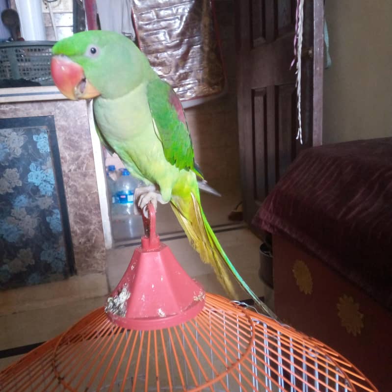 green parrot 1