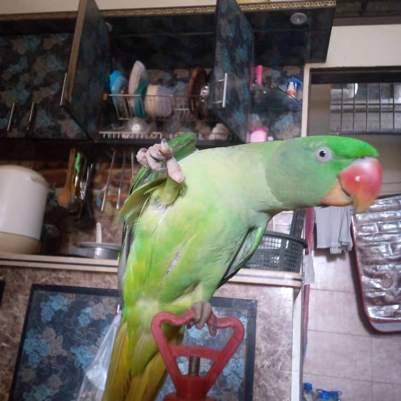 green parrot 2