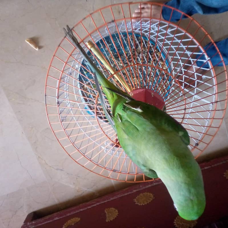 green parrot 3