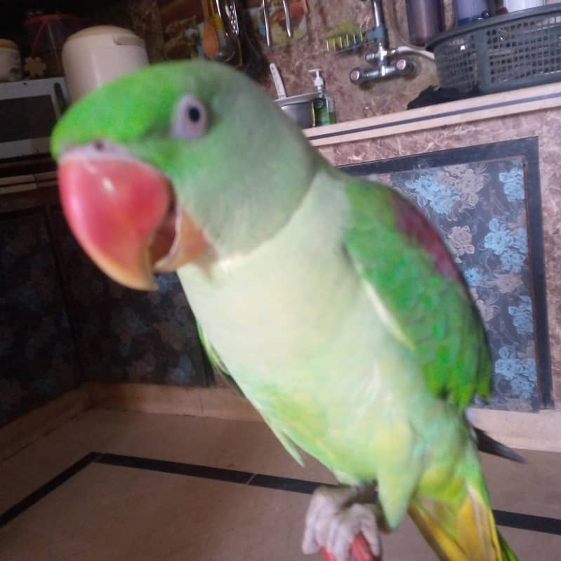 green parrot 4