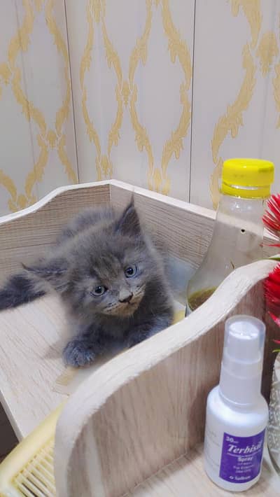 Grey Persian Kitten For Sale