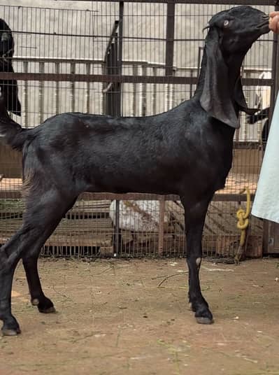 Amratsari cheena bkara
