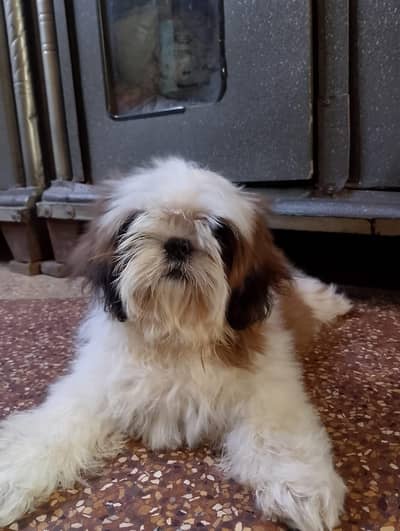 top quality shihtzu female puppy