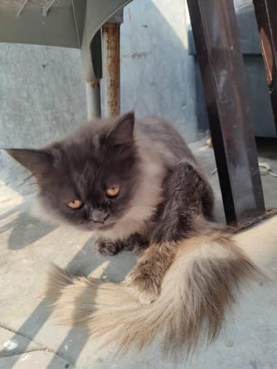 fluffy grey Persian cat punch face