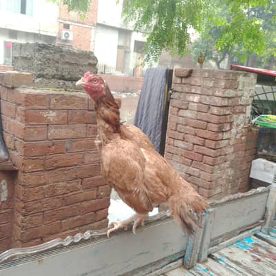 peur Miawali Madian Forsale
