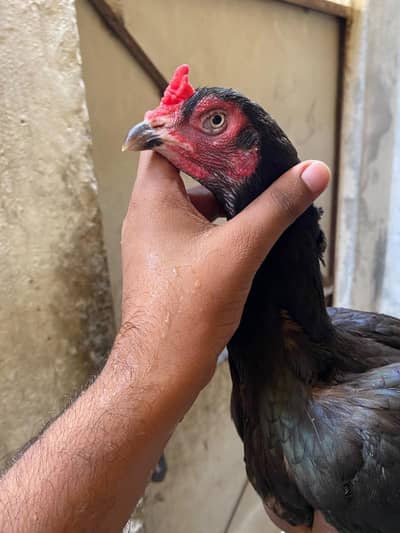 peur Miawali Madian Forsale
