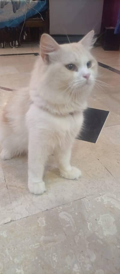 Pertain Male Cat