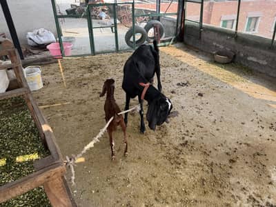 Female Goat
