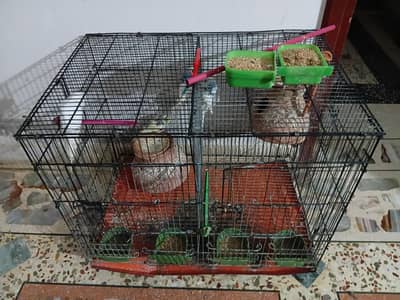 Australian birds