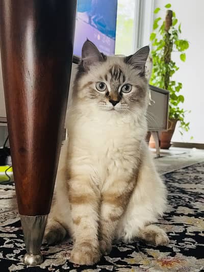 Persian male litter trained, the sweetest cat