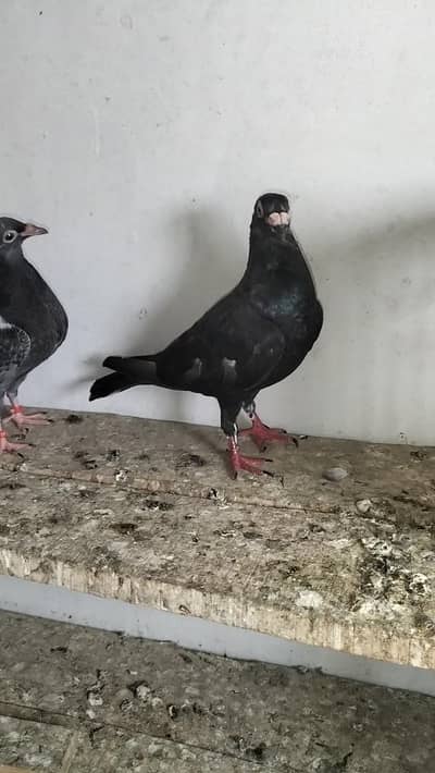 Bredr pair for sale argnet rawlpindi chakri raod