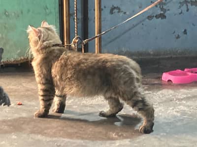Tripple cot cat male