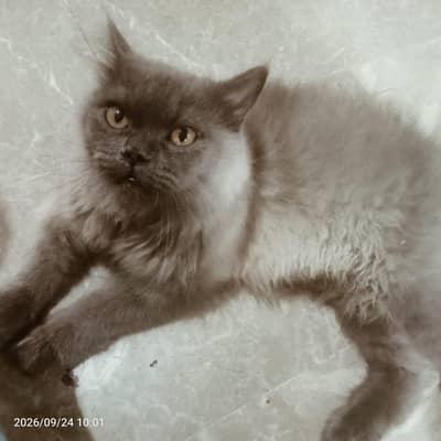 BEAUTIFUL CAT FOR SALE