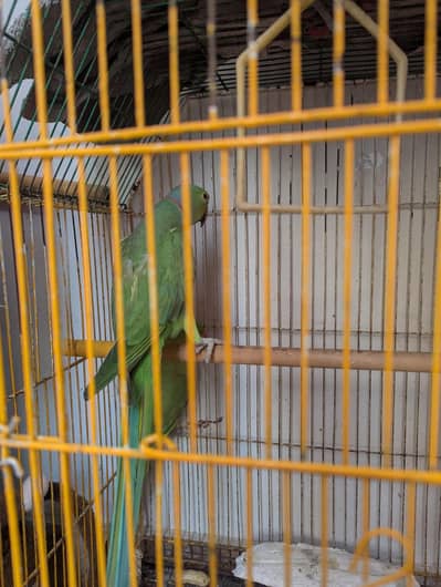 Ringneck Breeder pair