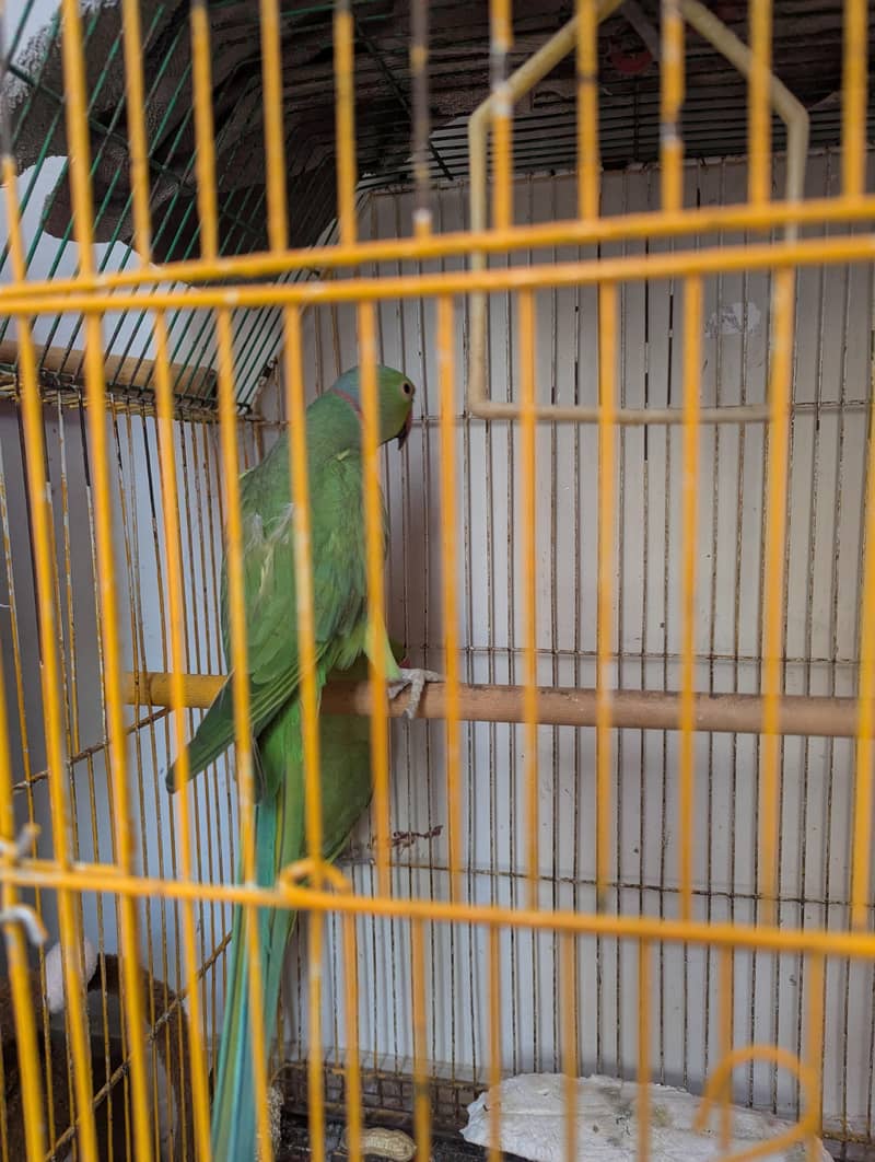 Ringneck Breeder pair 0