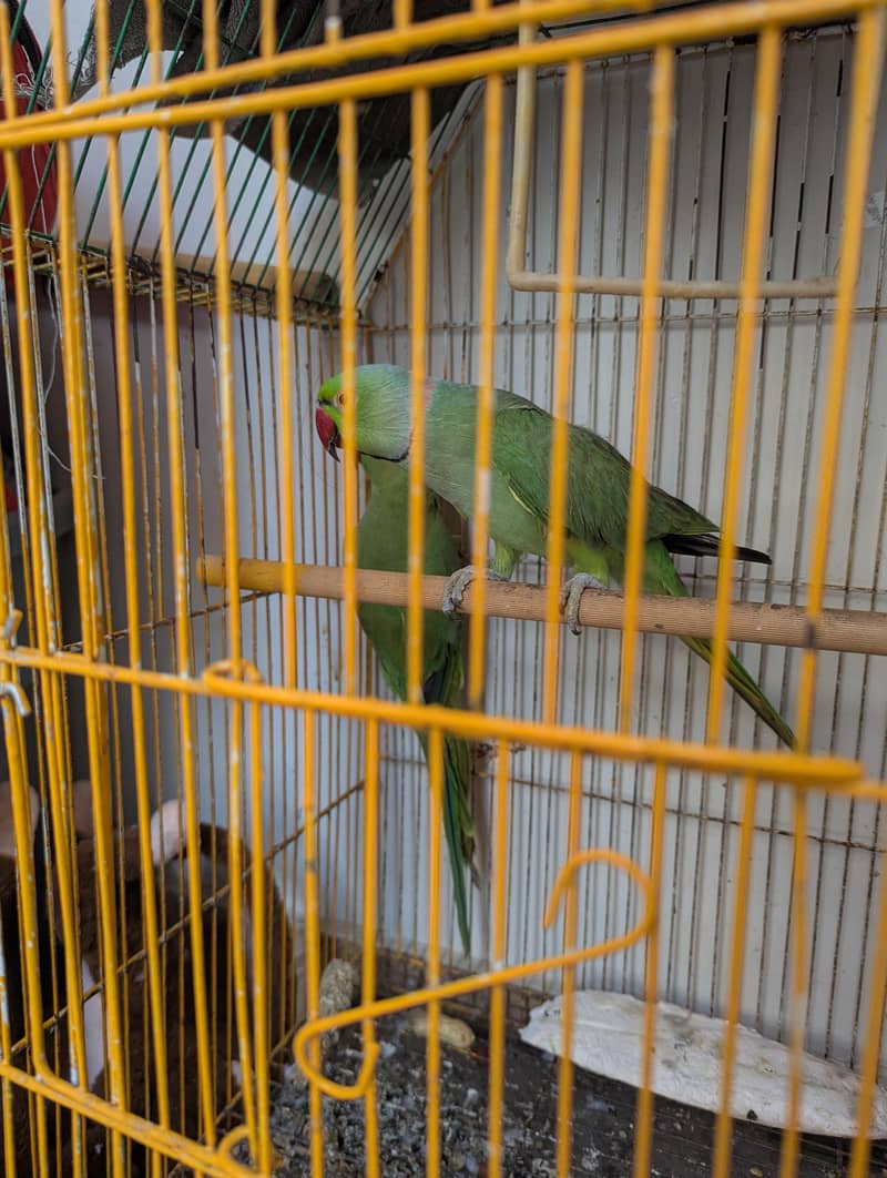 Ringneck Breeder pair 1