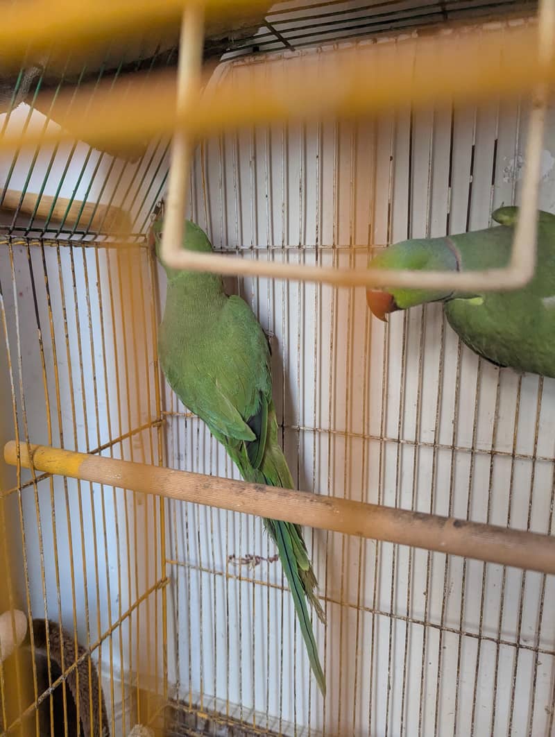 Ringneck Breeder pair 2