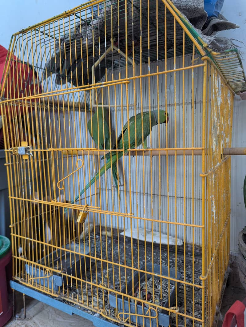 Ringneck Breeder pair 3