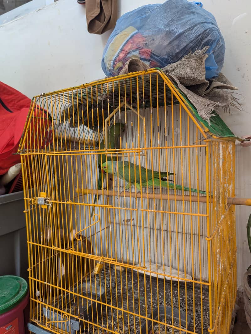 Ringneck Breeder pair 4