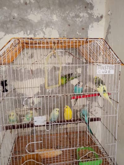 birds and cage