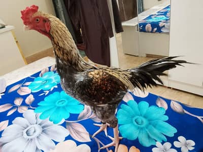 Pure Mianwali high quality patha