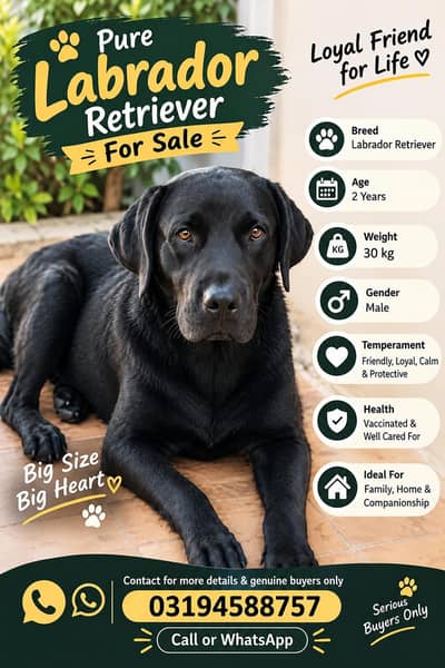 Labrador retriever black dog