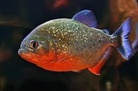 Red bełły piřäņha