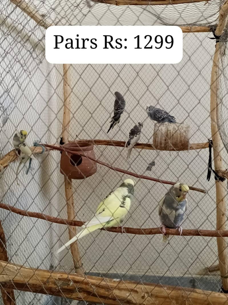 پیور اصیل مادیوں اور آسٹریلین طوطوں (Budgies) کا سیٹ – فوری فروخت! 1