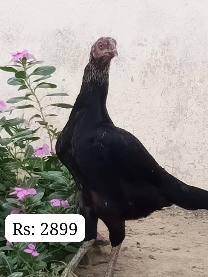 پیور اصیل مادیوں اور آسٹریلین طوطوں (Budgies) کا سیٹ – فوری فروخت! 2