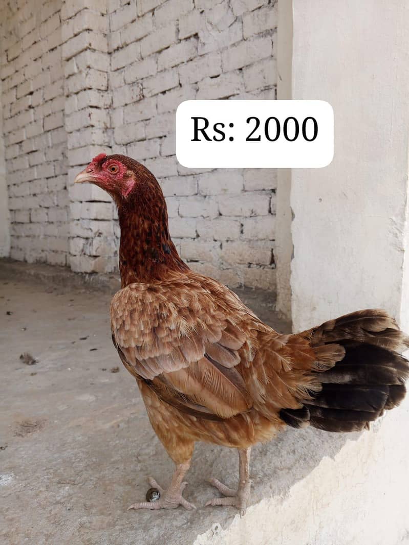 پیور اصیل مادیوں اور آسٹریلین طوطوں (Budgies) کا سیٹ – فوری فروخت! 3