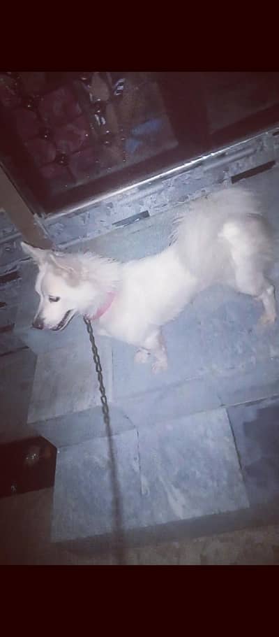 o siez Russian female dog for sale