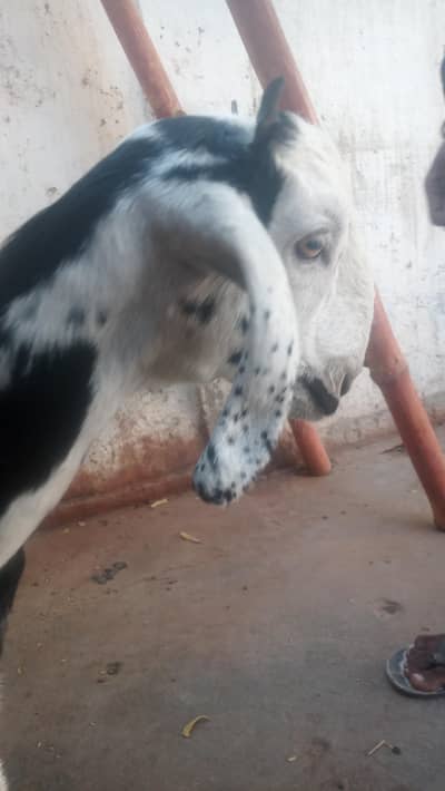 chini bakri Bakra forsal