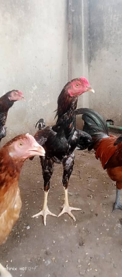 desi or aseel burgiyan or murg eggs b de ri ha