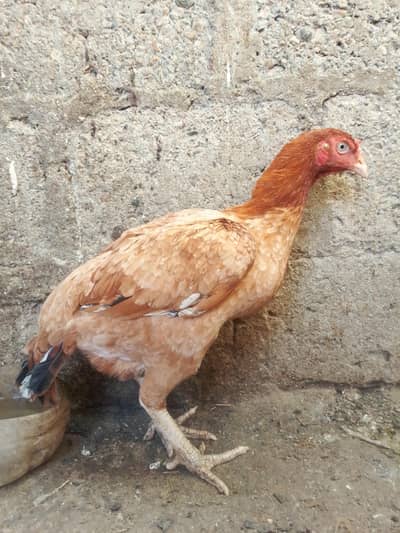 female hen