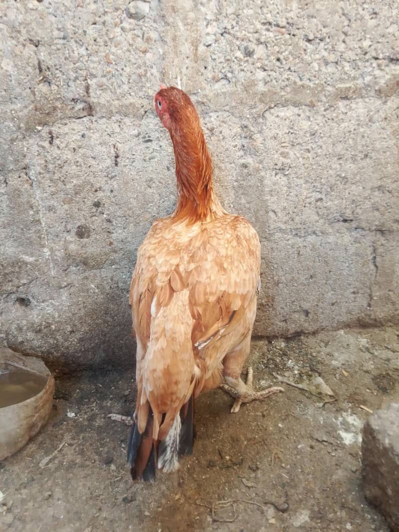 breeding madi 1
