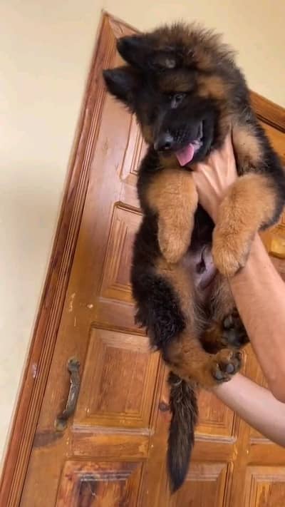 German shepherd puppies contact WhatsApmy WhatsAp o/3/1/5/4/o/3/3/2/17
