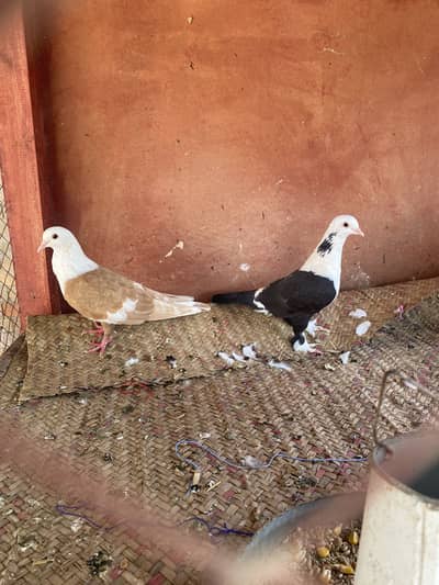 Karblai pair gandedar