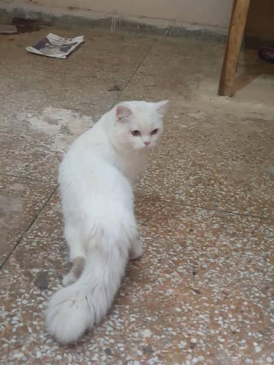 Persian male and Female cats for sale