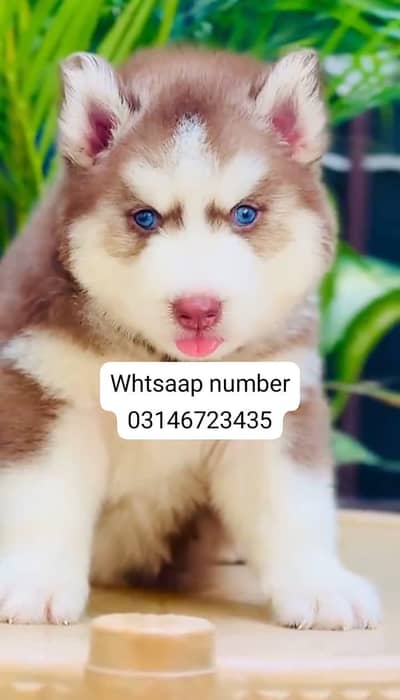 Siberian husky fore sale