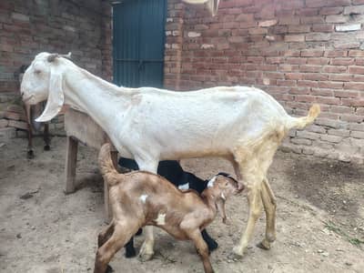 goat with 2 kids