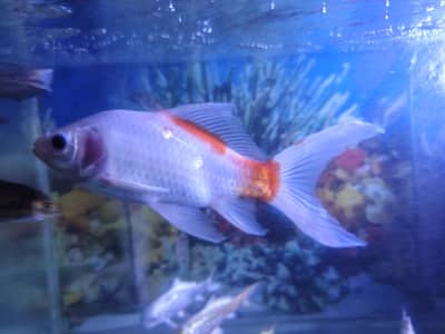 goldfish for sale fully hand tame